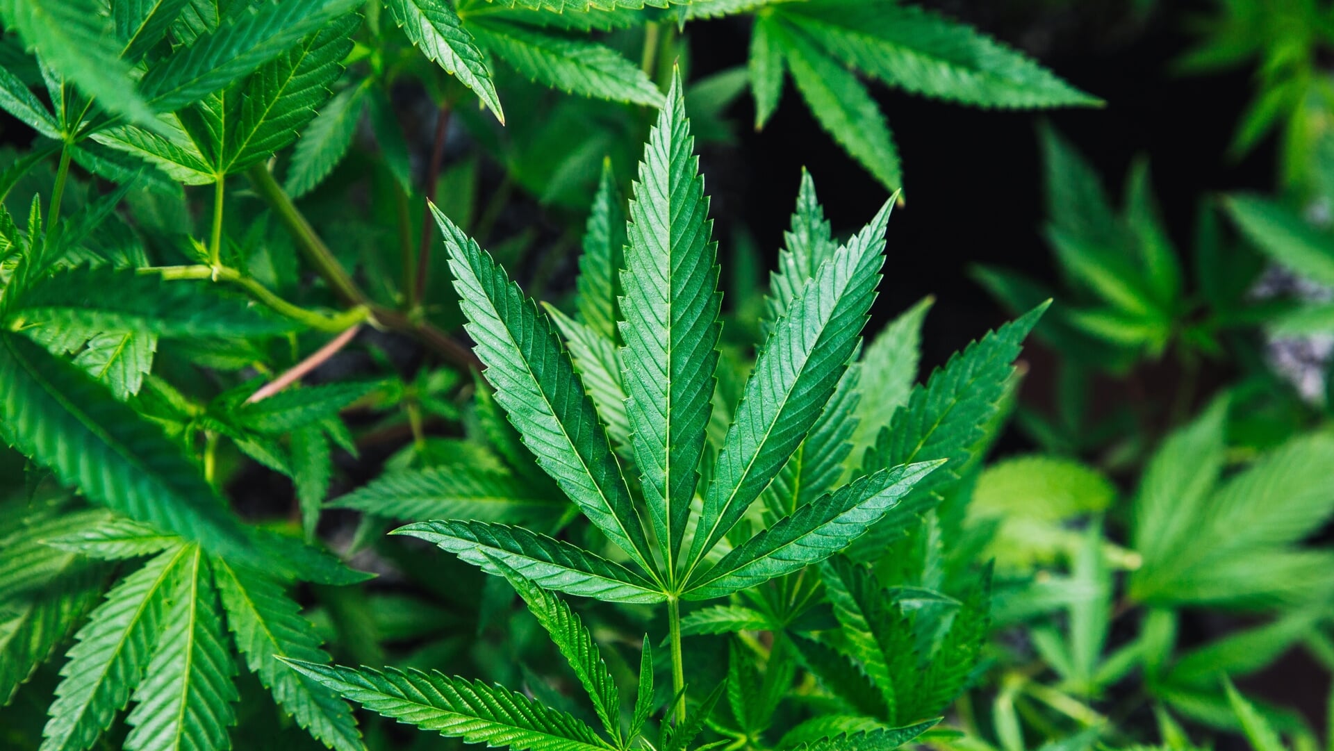 112 DRONTEN: Wietplantage met 300 planten ontdekt in loods aan de Schipbeek