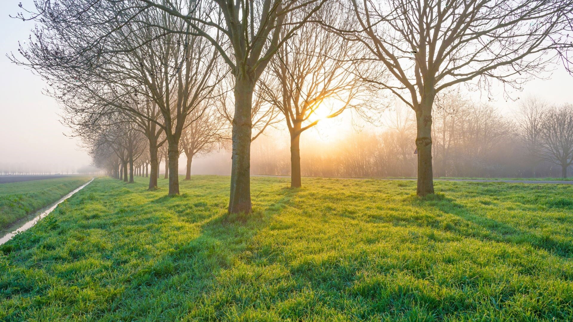 Vervanging bomen en herstel fietspad Slingerweg