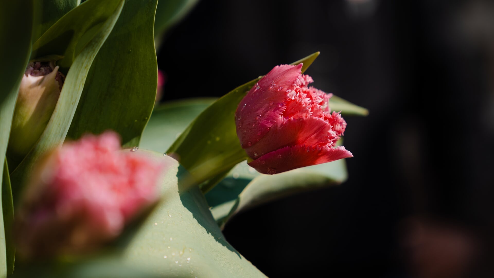 Al meer dan 24.000 ‘Polder Pink’ tulpen gepland in de gemeente, dorpen krijgen bloemencirkels