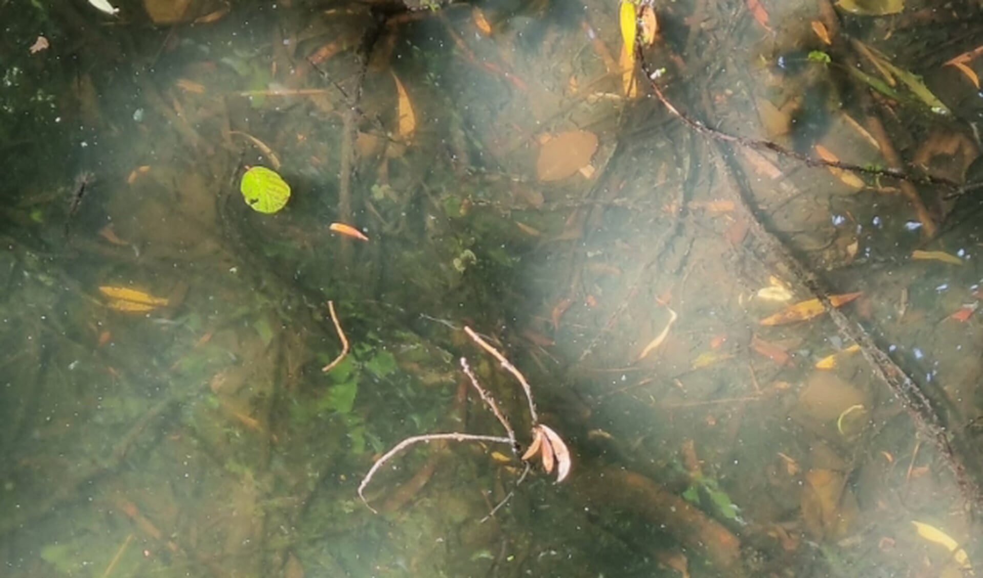 Eenden in sloot in Westwijk mogelijk slachtoffer van botulisme - Nieuws ...