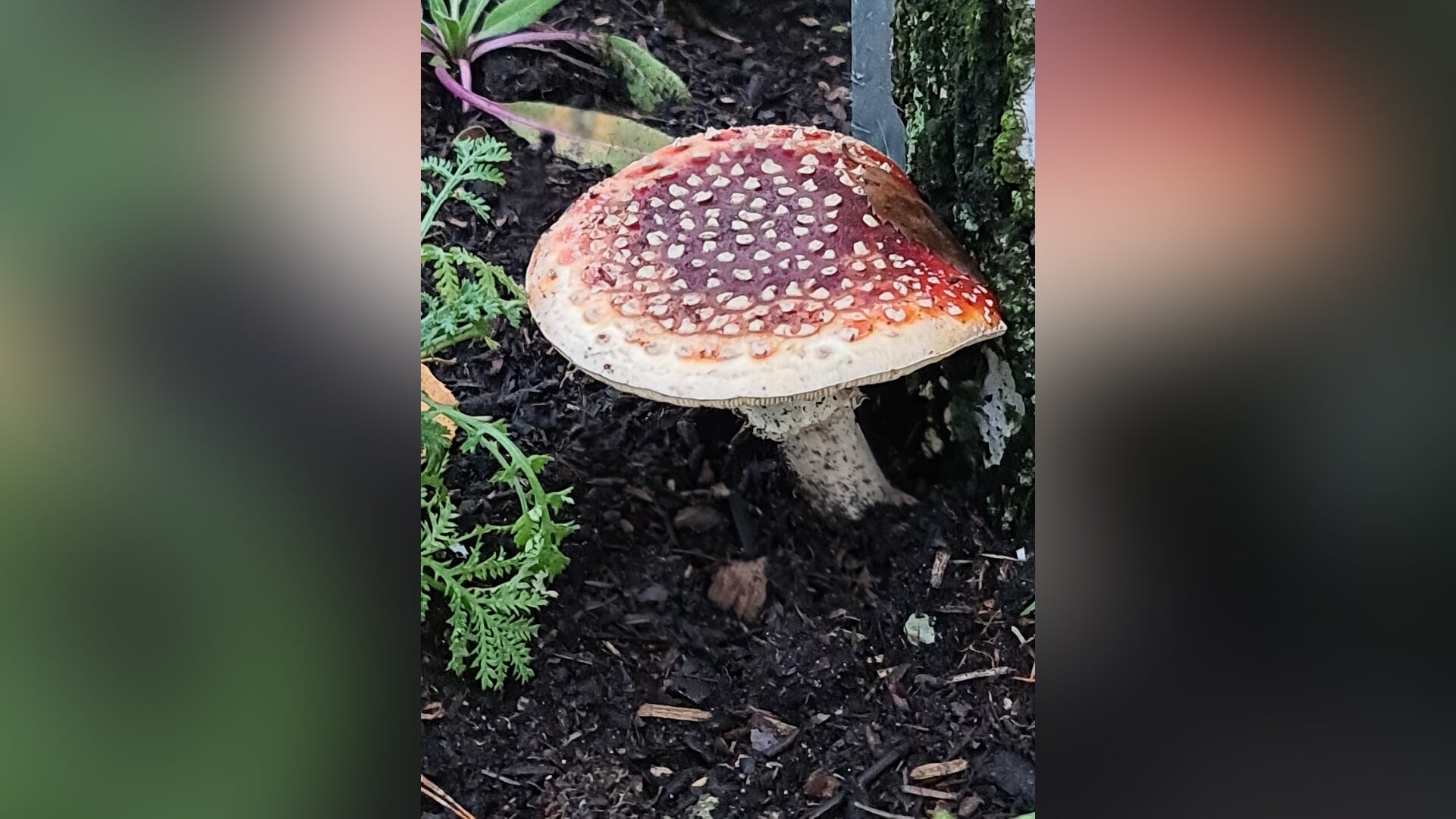 2 keer wandelen met het IVN VEV