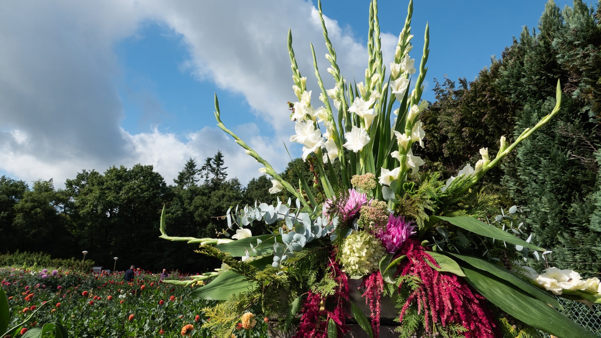 Bloemenvereniging Flora sluit dahliaseizoen ‘25 af