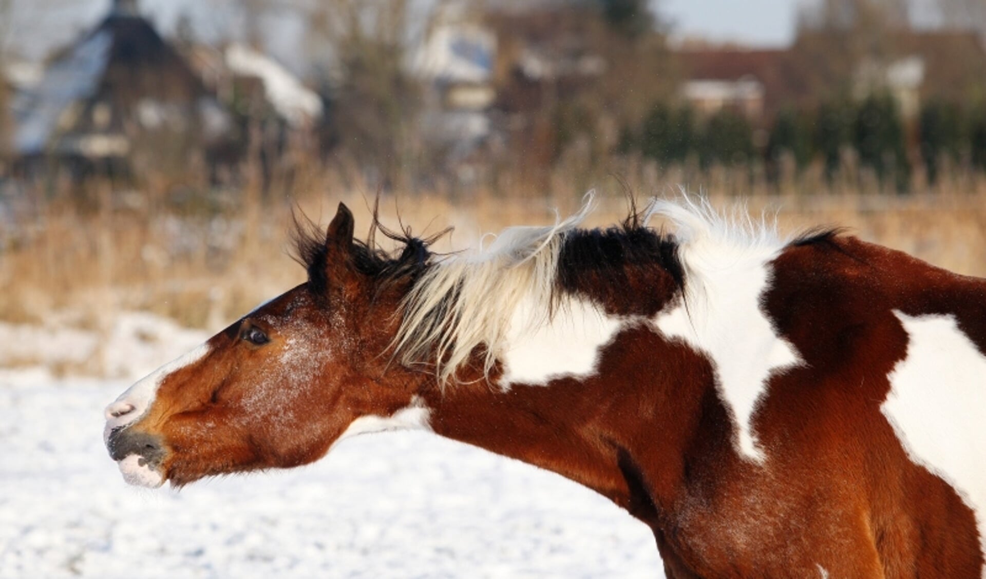 Nerveus paard rustiger met voeding? - Het onafhankelijke paarden(sport ...