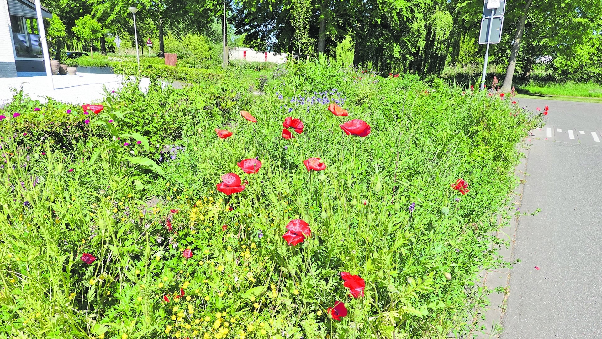 Greenspots staan in bloei