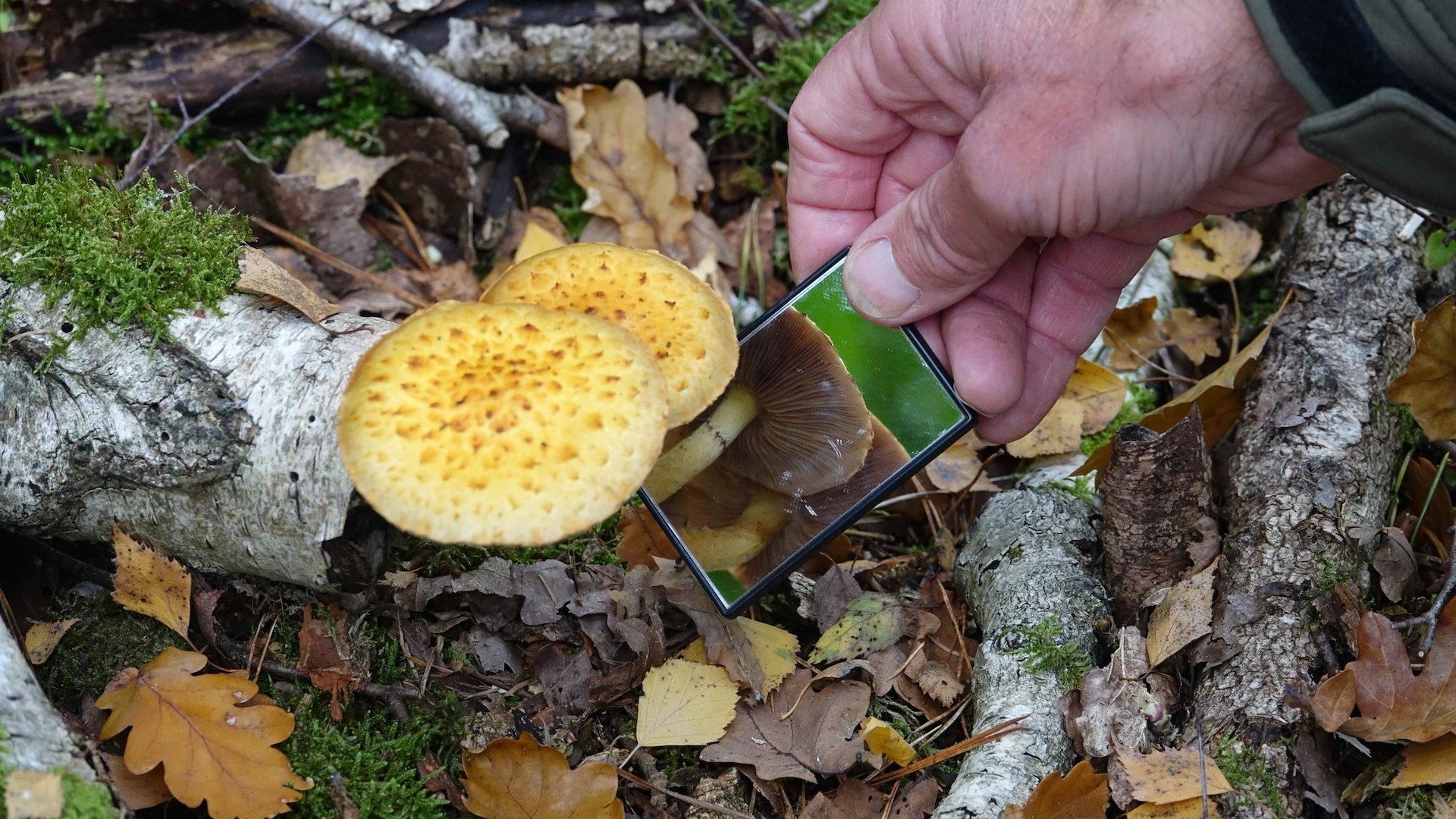 Paddenstoelenspeurtocht en excursies in ’t Hurkske