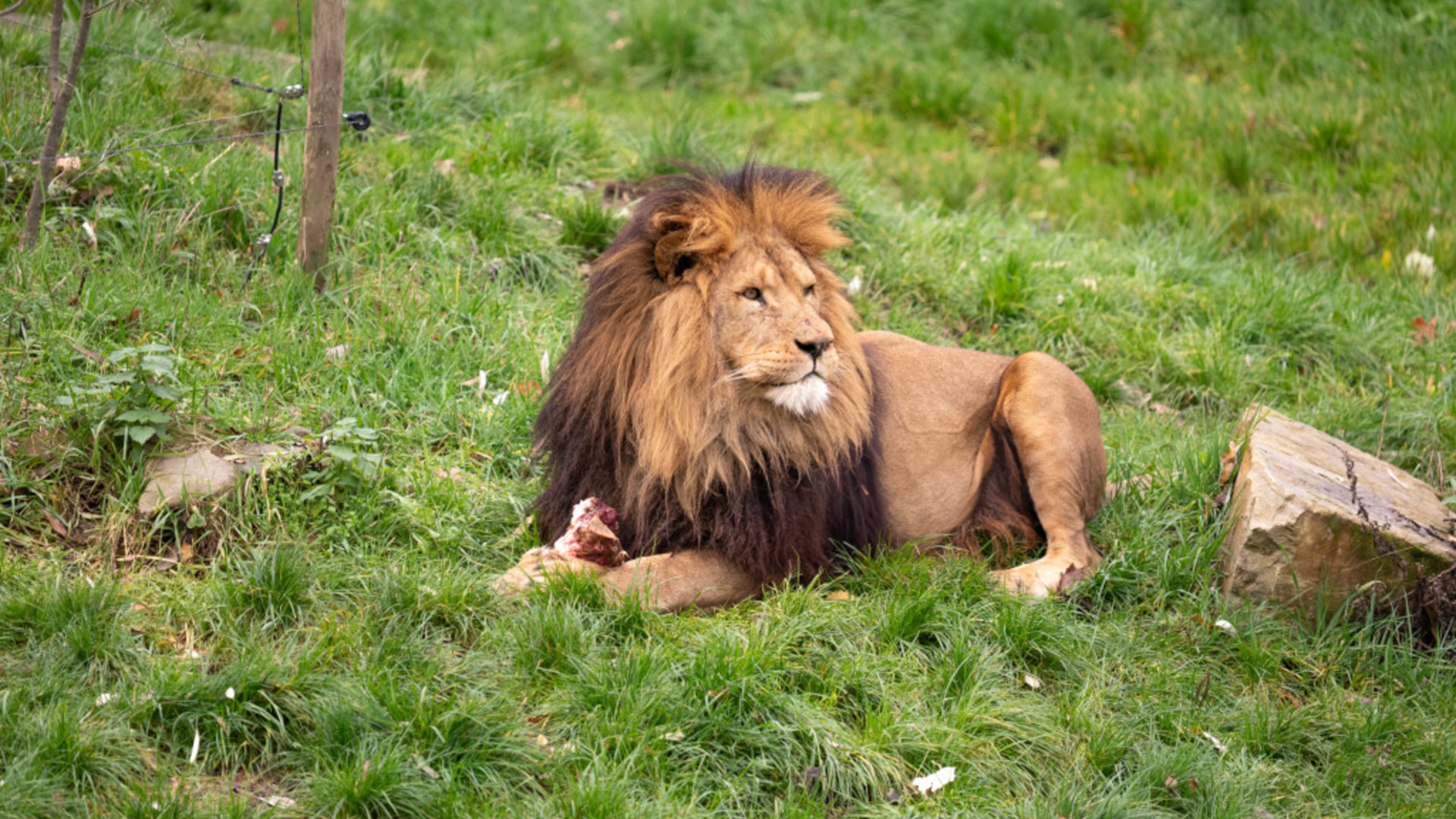 ZooParc Overloon verwelkomt twee leeuwinnen na vertrek leeuwenbroers