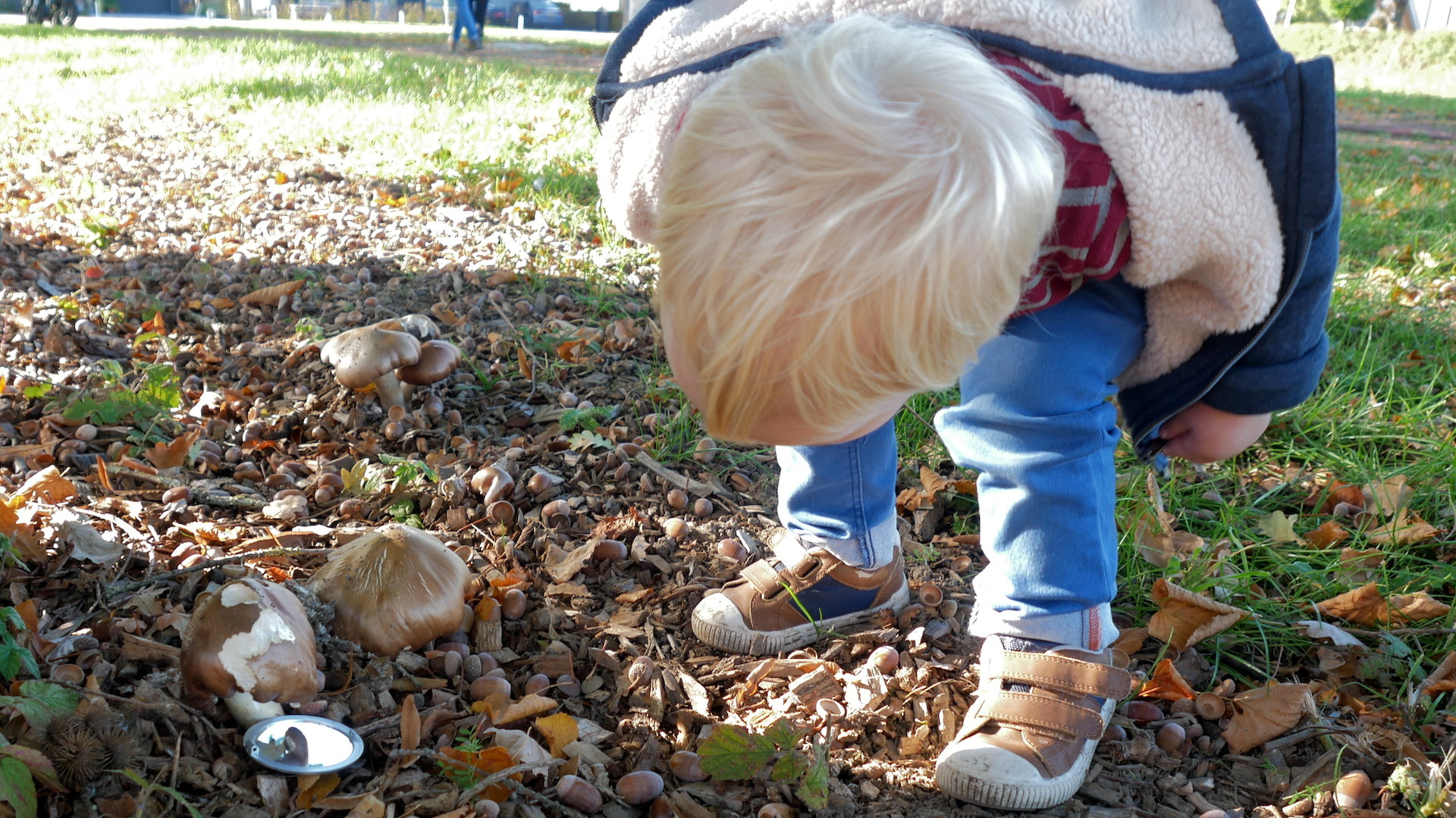 Op zoek naar elfenbankjes en andere paddenstoelen