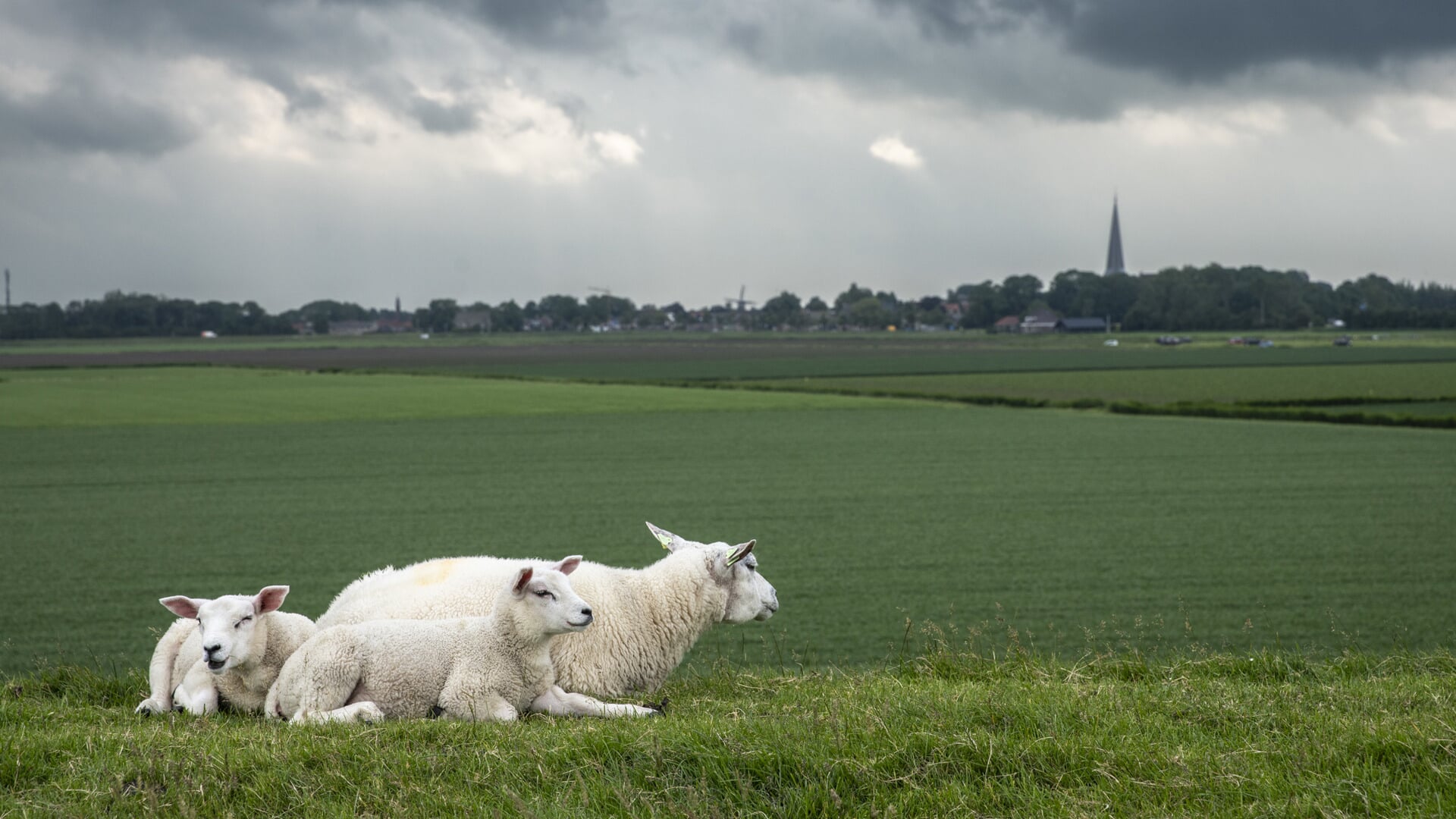 Bij Holwerd is de zee weer uit zicht: ‘Ik denk niet dat ik de eerste schop in de grond nog ga meemak
