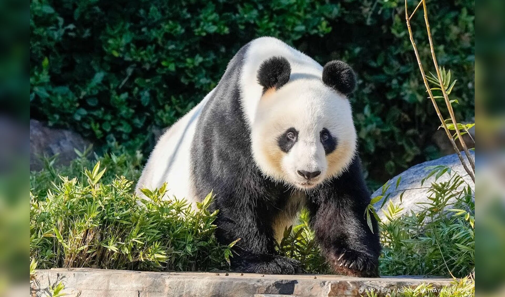 China promises Australia a new giant panda