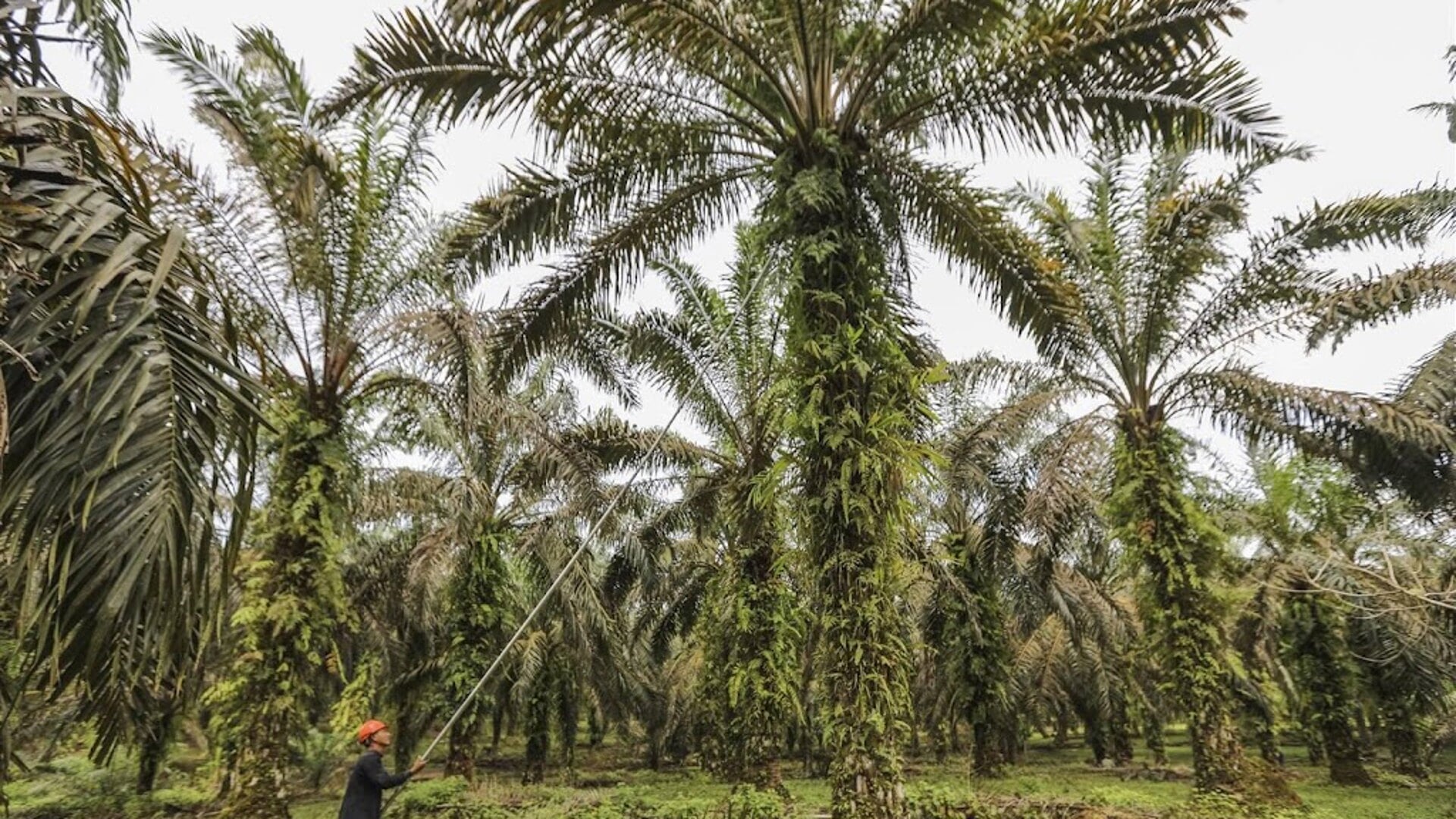 Perkebunan kelapa sawit di Indonesia sedang berjuang melawan kekeringan dan penuaan pohon