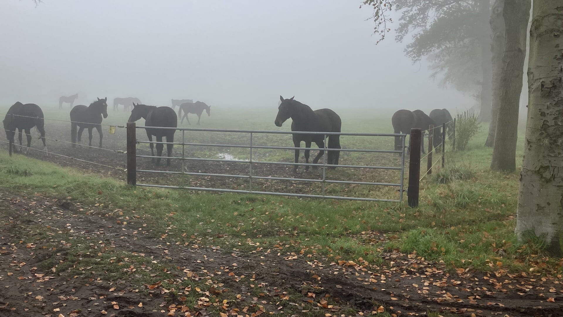 Lezersfoto van de week: mistige schoonheid in Huijbergen