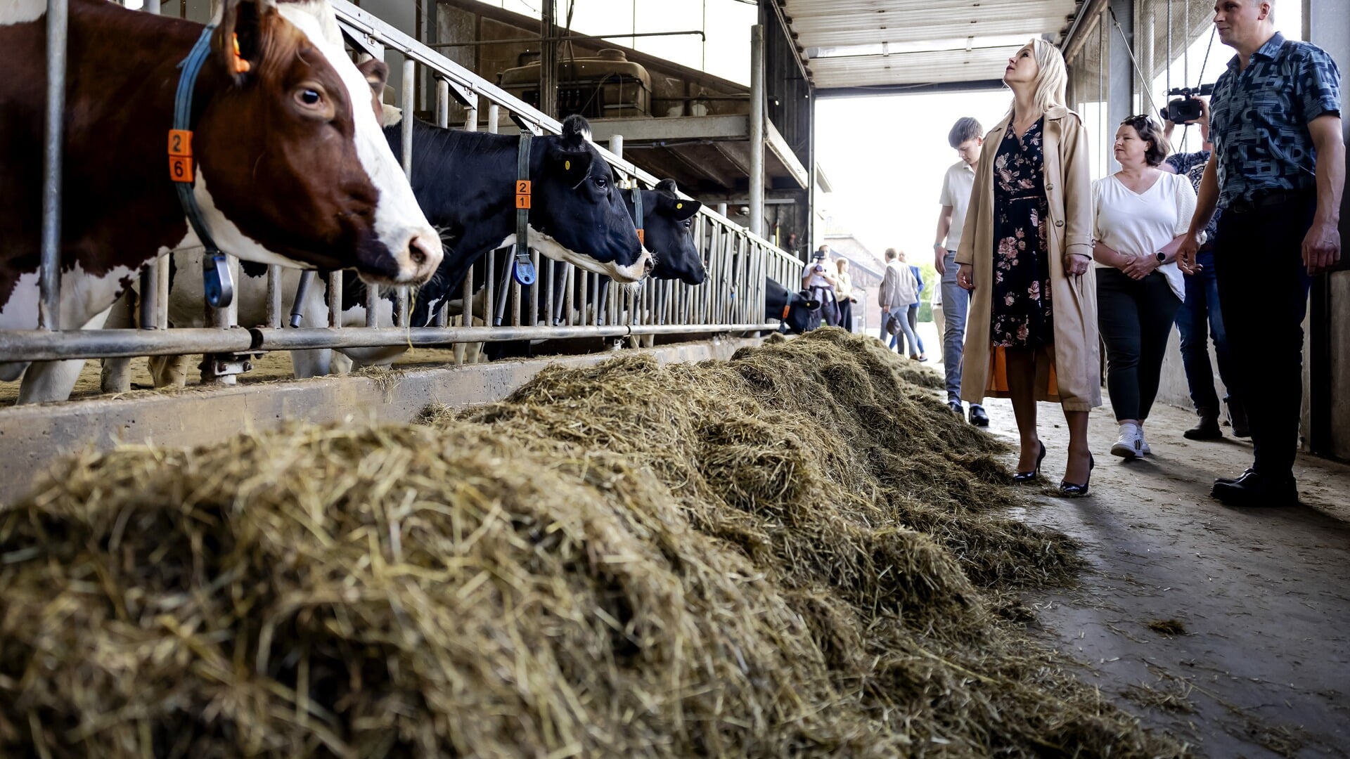 Manure production barely shrinks due to Minister Wiersma’s plans, European ceiling moves further out of sight