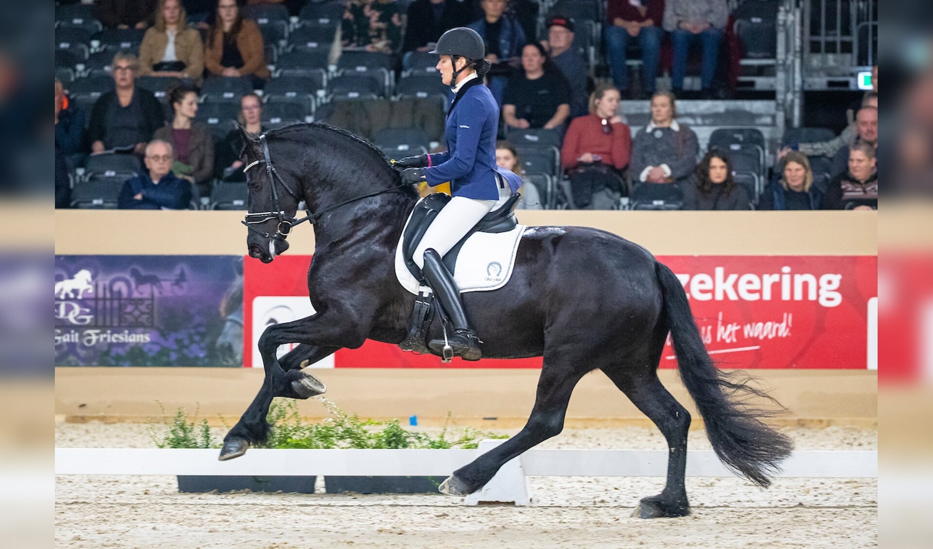 Friese paarden laten zich sterk zien tijdens selectie WK Jonge Dressuurpaarden Het