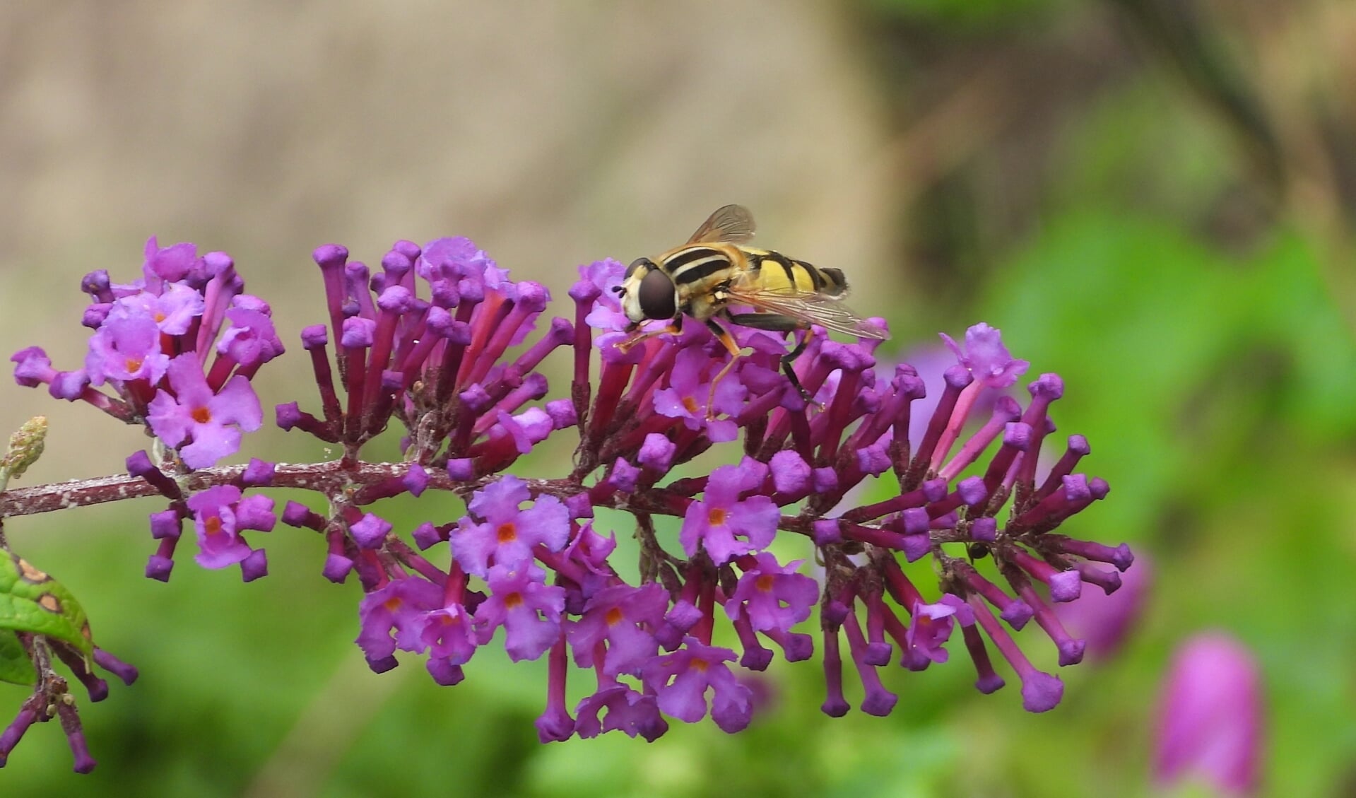 Insecten in je tuin - Het nieuws uit Halsteren en de Zuidwesthoek