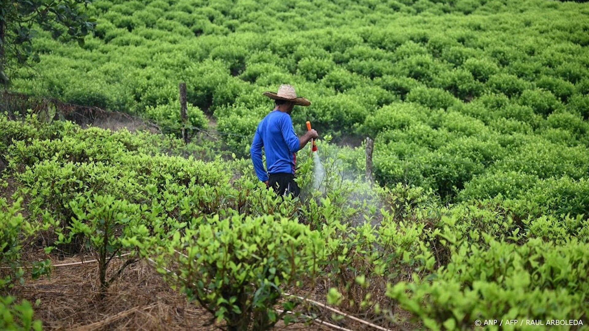 VN: Colombia produceerde recordhoeveelheid cocaïne in 2023