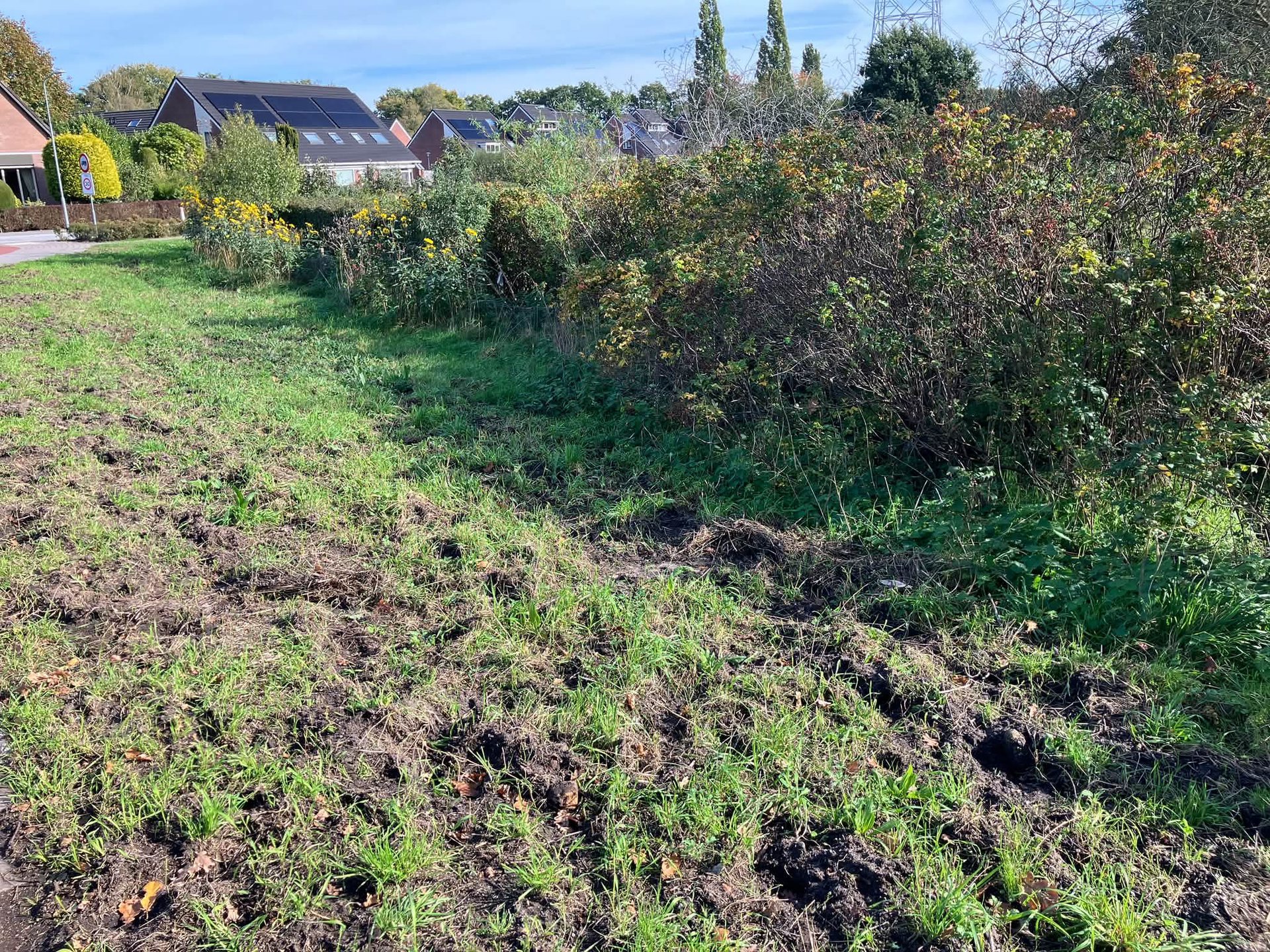De wilde zwijnen zijn weer in aantocht
