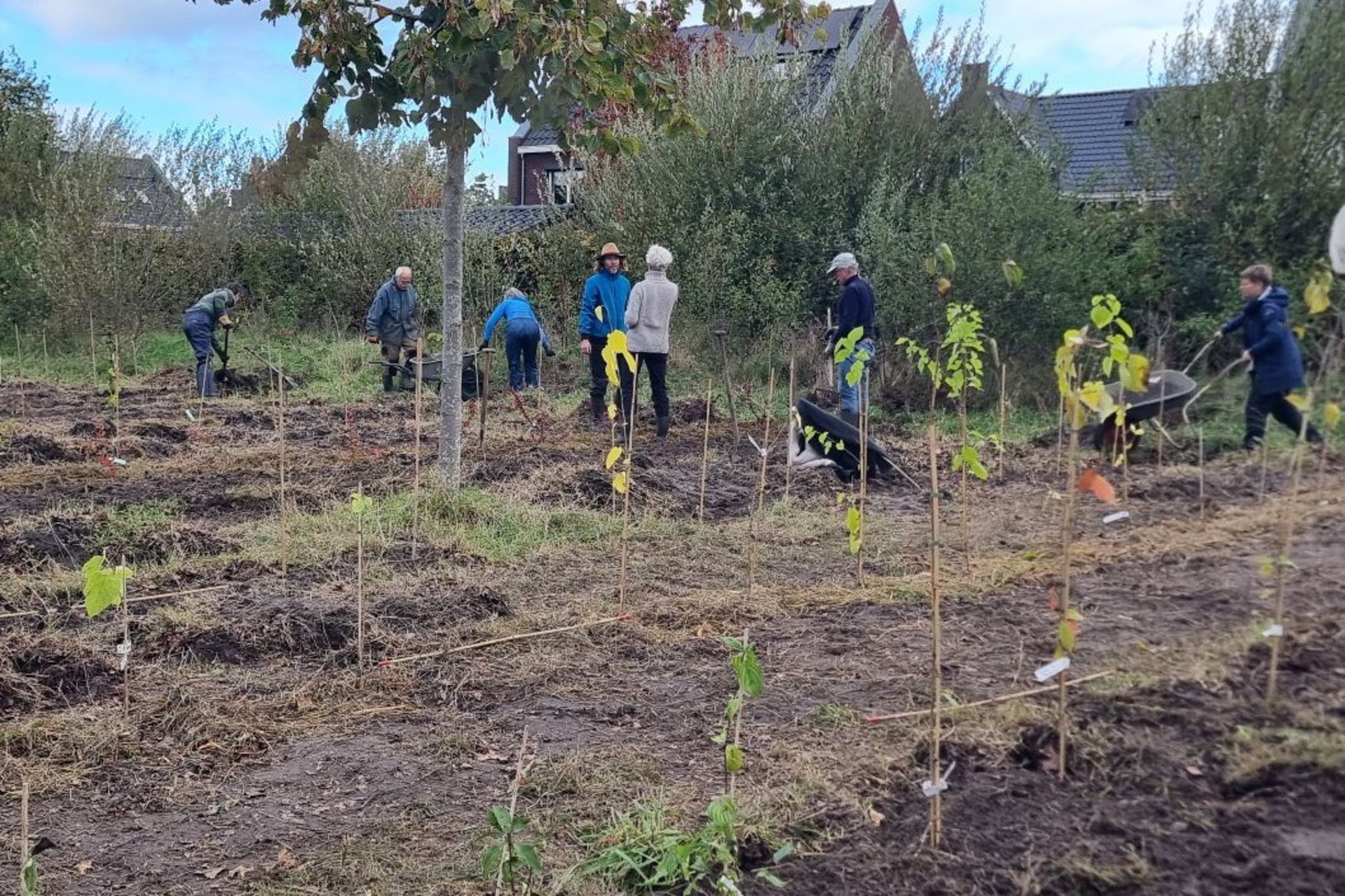 Vrijwilligers van Groen Goud planten grote fruittuin