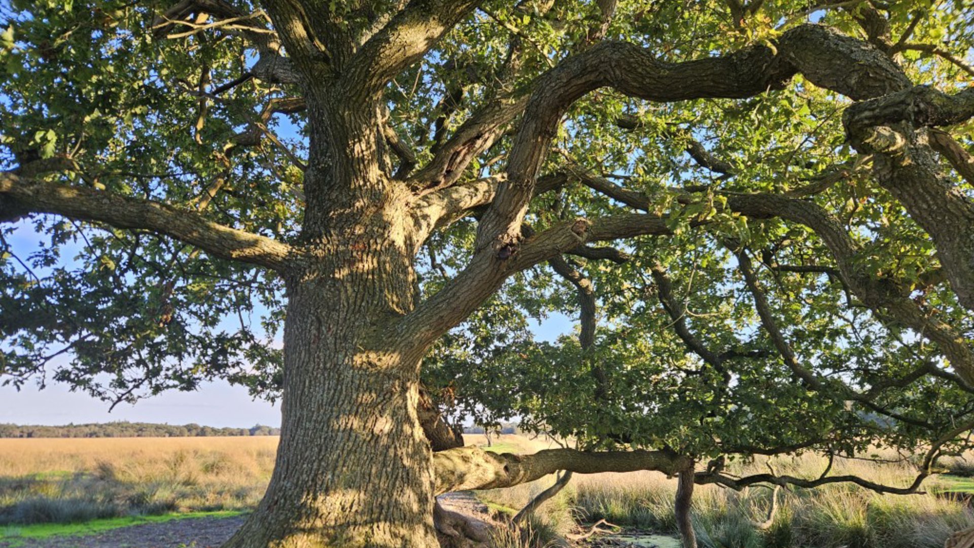 Inwoners Zwolle leren hoe ze bomen in hun buurt kunnen beschermen