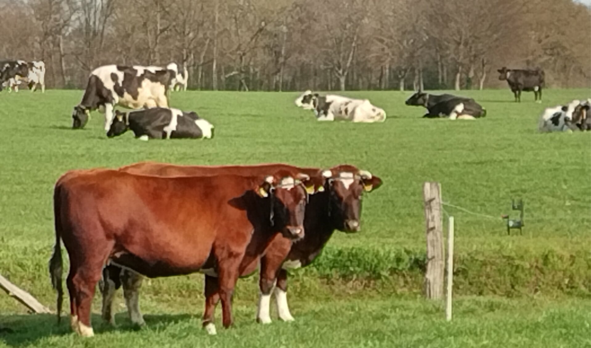 ‘Dieprode kleur kenmerk van brandrood rund’ | Landbouw ...