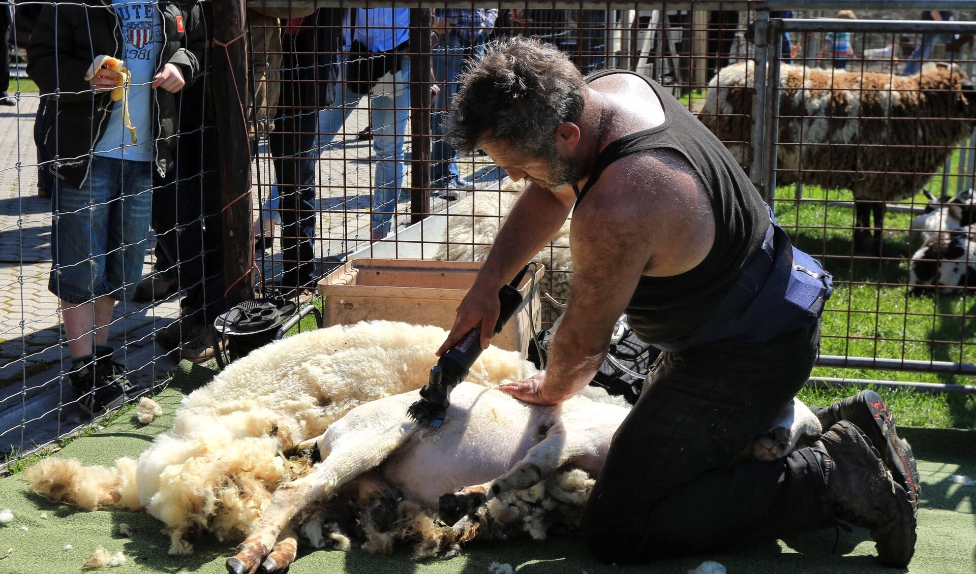 Schapen scheren bij Rundveemuseum in Aartswoud | Al het nieuws uit Opmeer