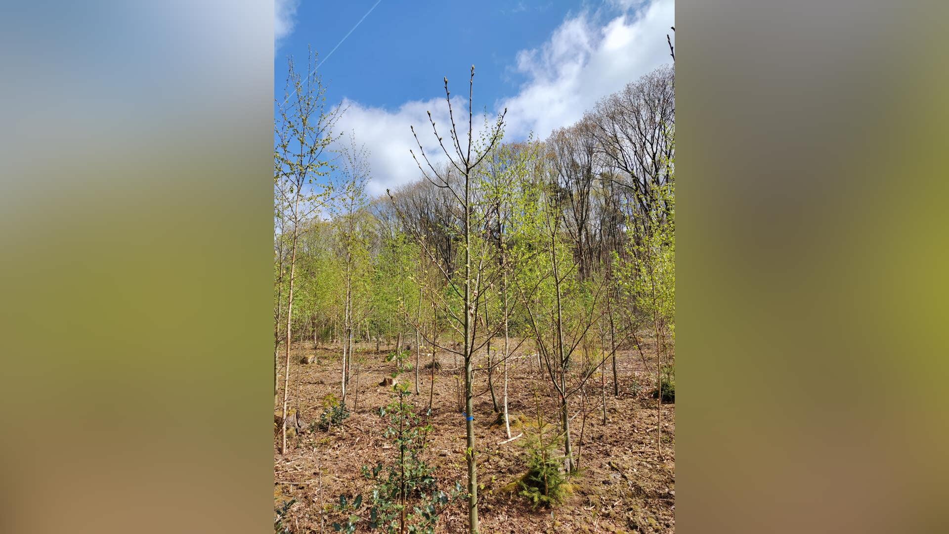Samen werken aan eenfitter bos