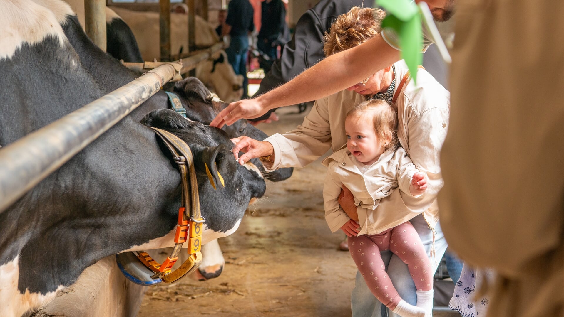 Drieduizend bezoekers bij open boerderijdag in Halsteren: ‘Melk komt dus niet uit de fabriek?’