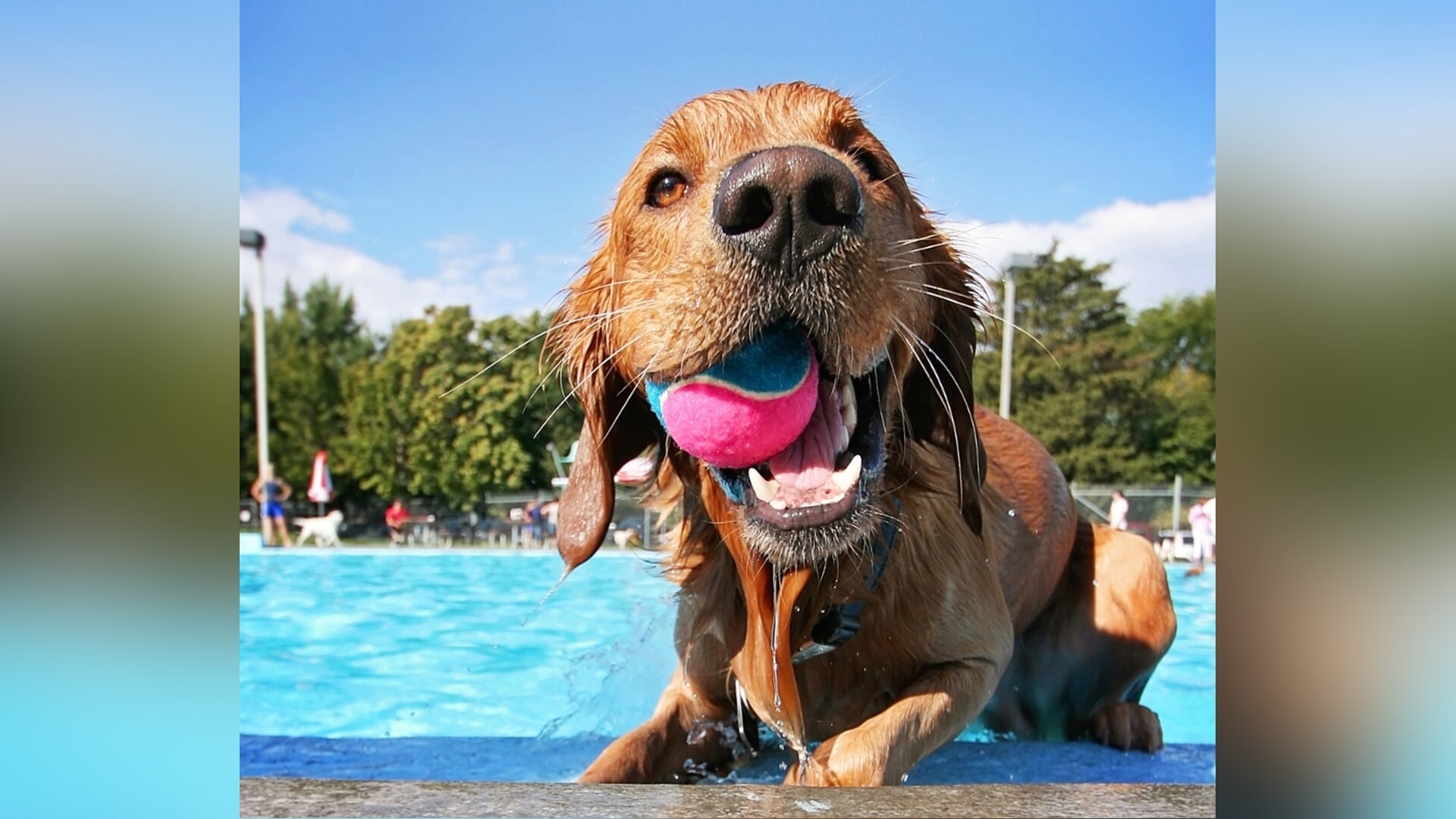 Honden en baasjes nemen duik voor goed doel in Kruiningen