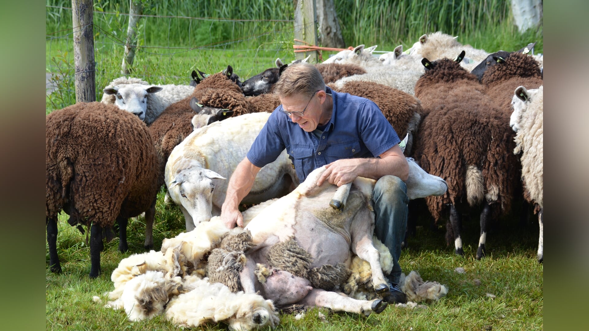 Bomvol programma bij Schaapscheerdersfeest Boerderijmuseum