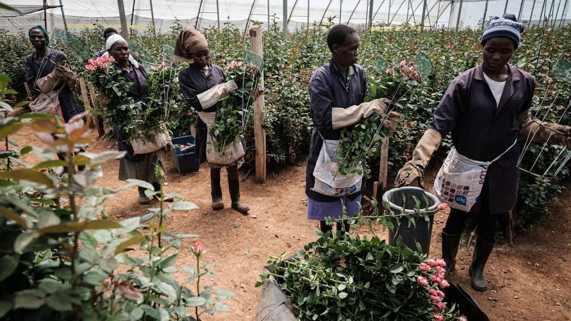 China wil alle heffingen op Afrikaanse export schrappen