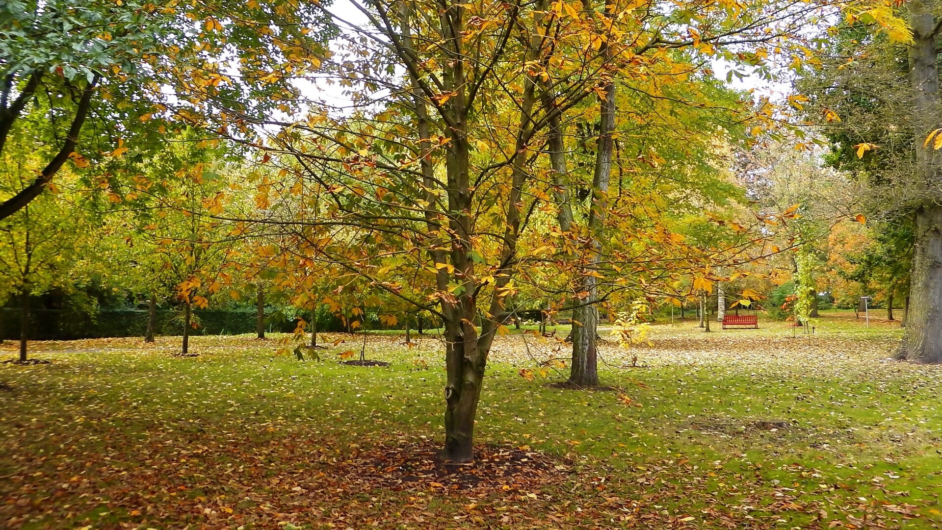 Herfstplezier in Arboretum Oudenbosch, tuin open tot eind deze maand