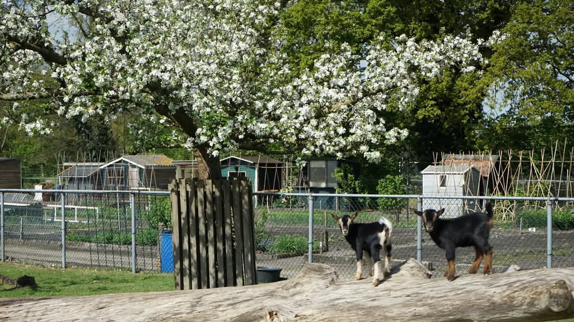 Lentefeest bij Kinderboerderij De Voskuilerhoeve in Wezep
