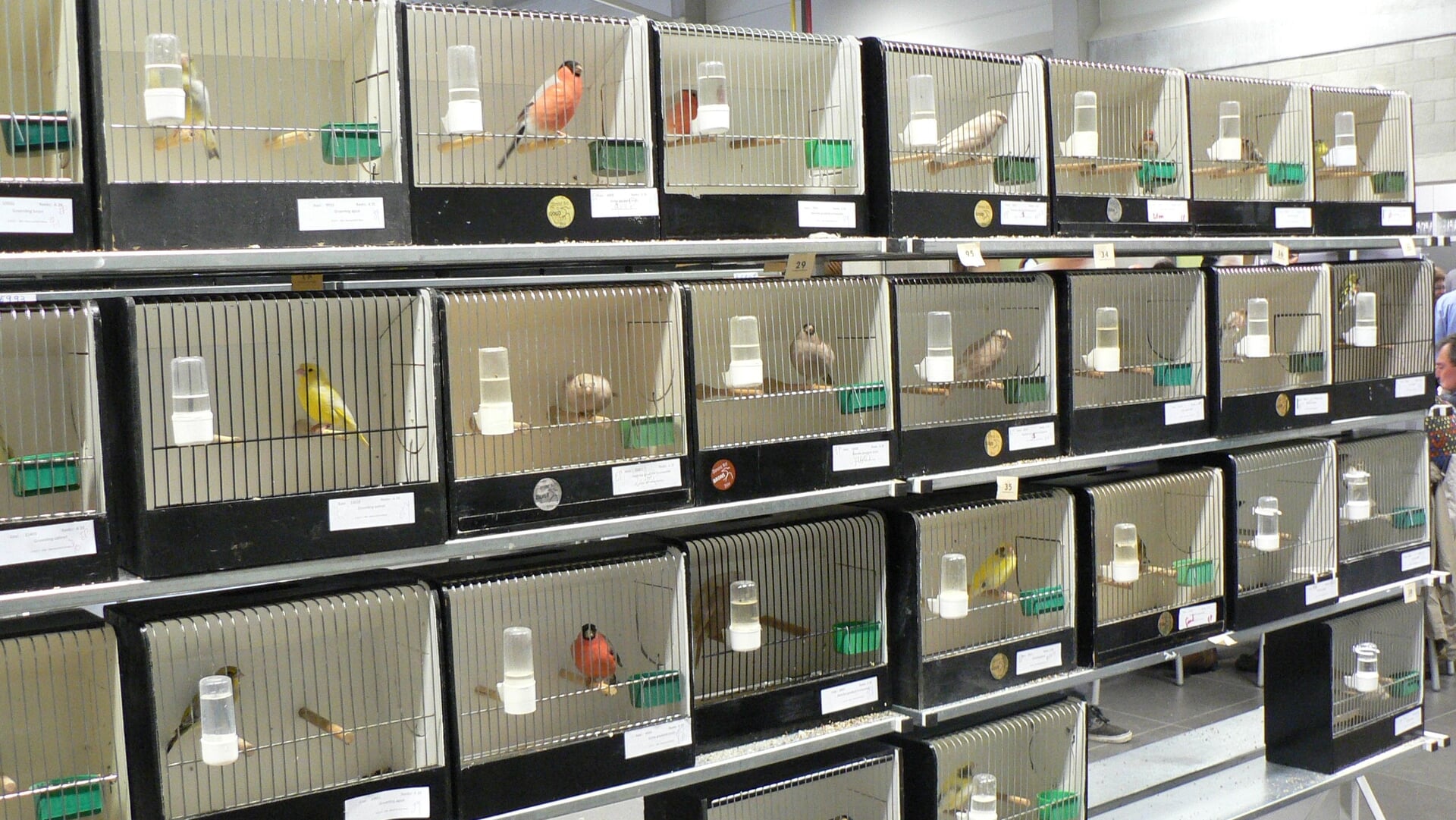 Vogelvereniging De Zuidwesthoek houdt grootse vogelshow