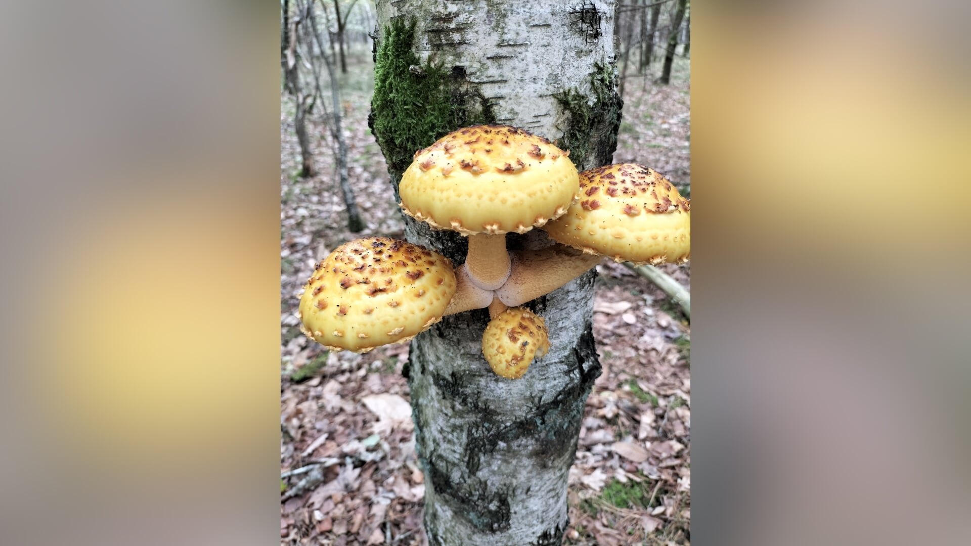 Lezersfoto van de week: Paddenstoelenpracht in onze eigen bossen