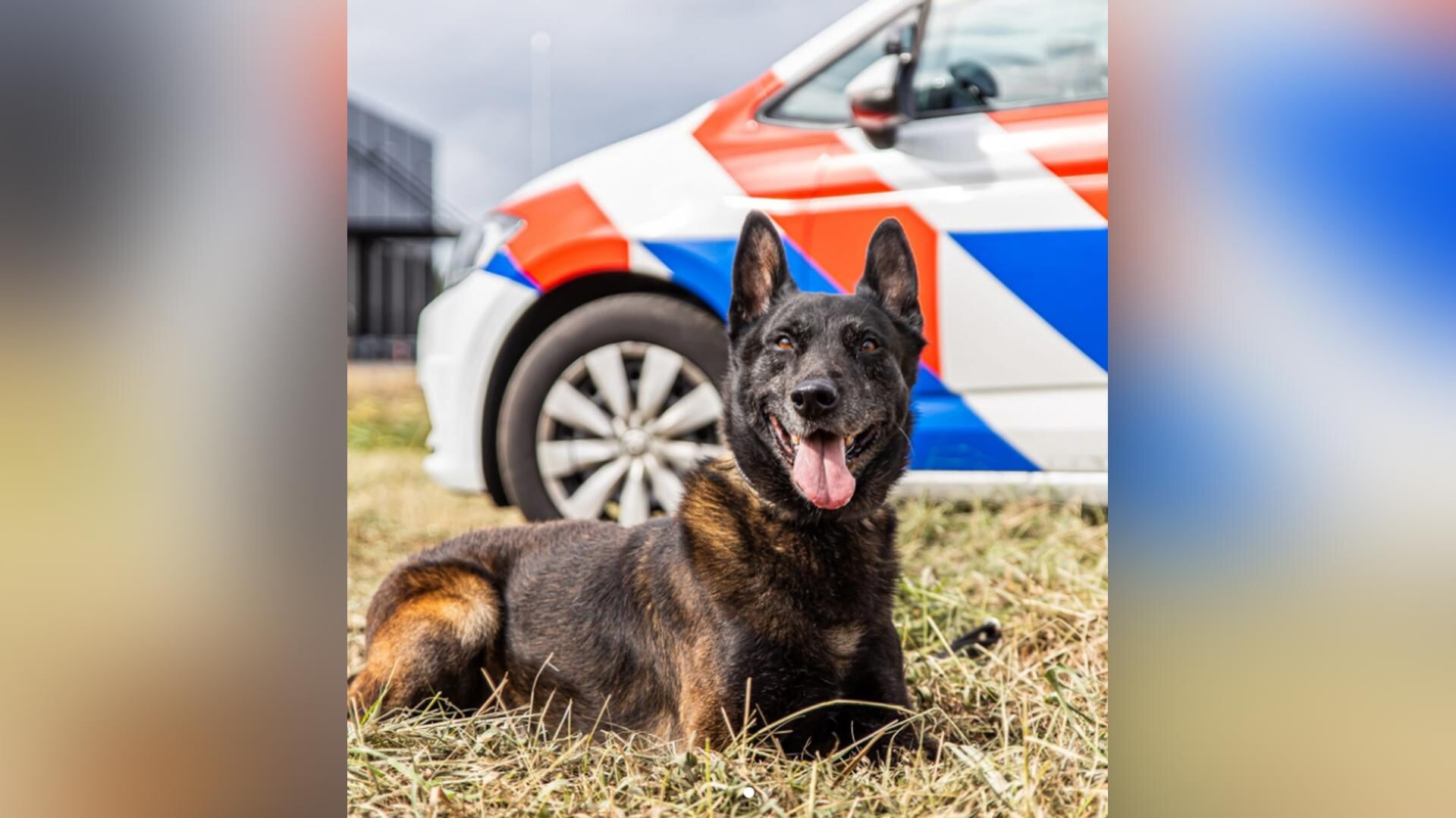 Bekende politiehond Zorro (12) overleden
