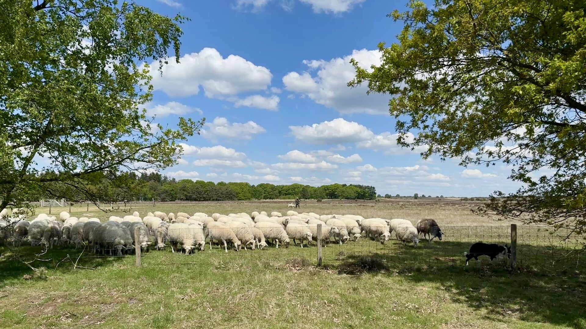 Comité Red Paarse Heide komt met kritiek op beheersplan gemeente Nunspeet