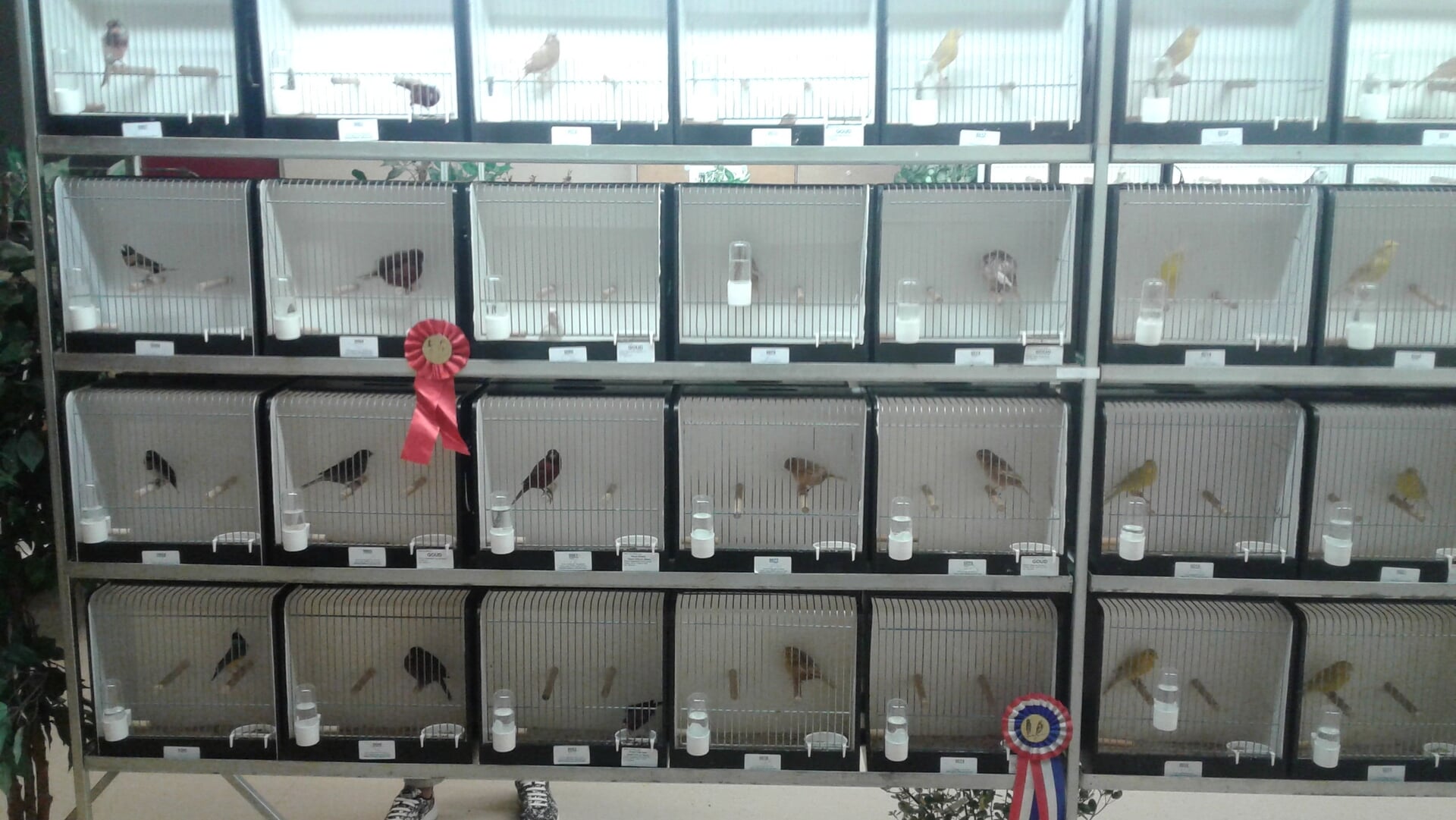 Siervogels in de Vroone en Het Heer-Hendrikhuis