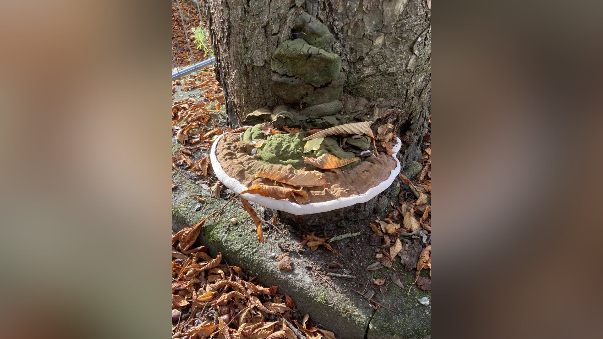 Halderbergse lezersfoto van de week in Oudenbosch achter Saint Louis