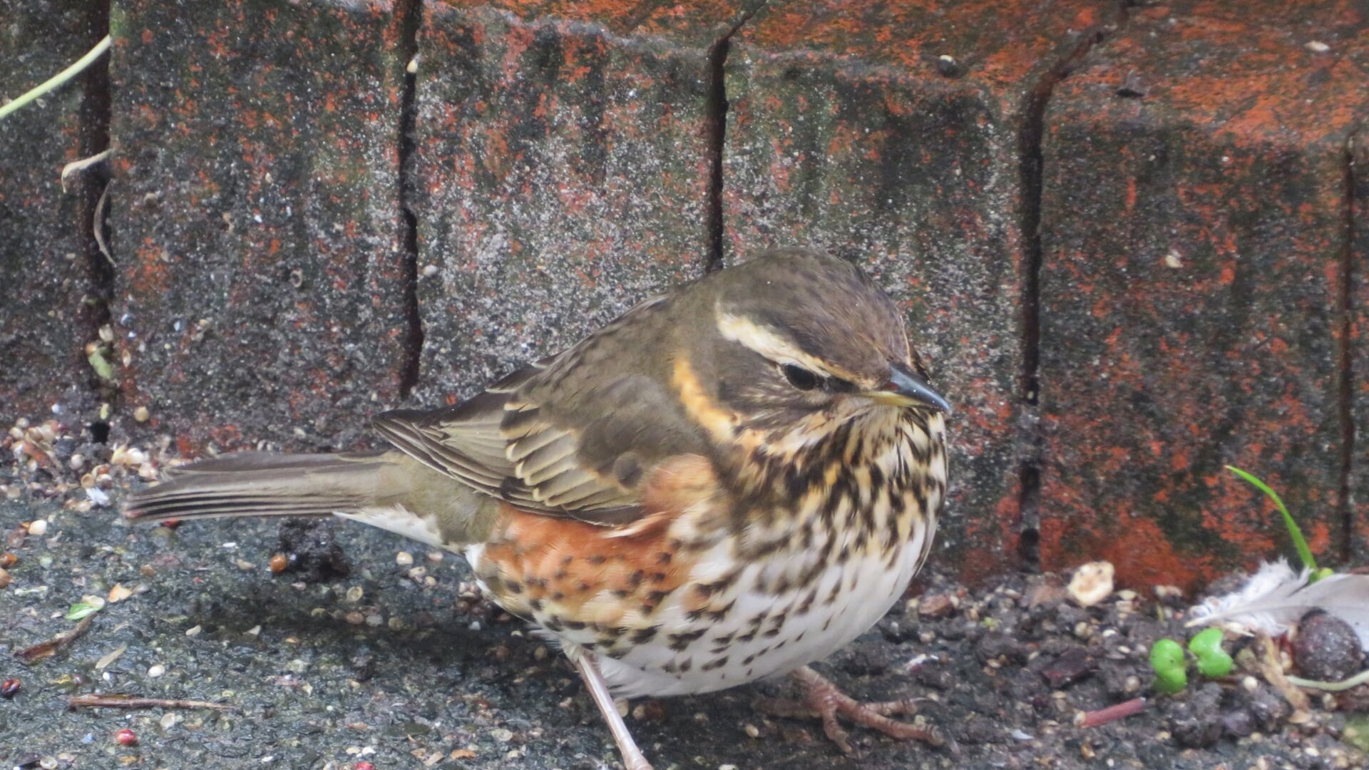 De koperwiek komt hier de winter doorbrengen