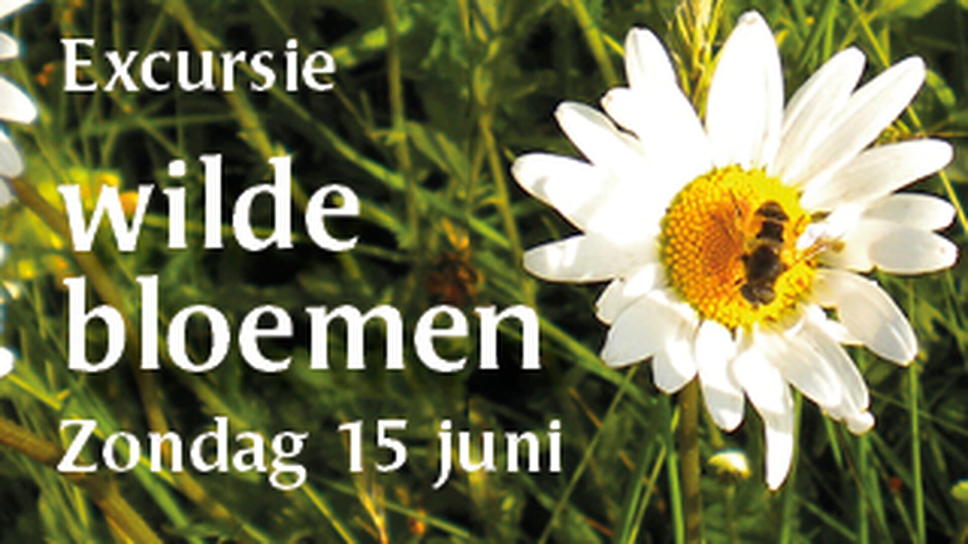 Zondagmiddag 15 juni: Excursie wilde bloemen op “De Kievit” te Harmelen.