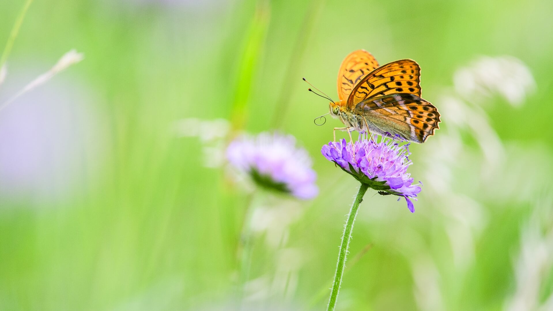Alarmerende daling vlinderpopulaties in Nederland