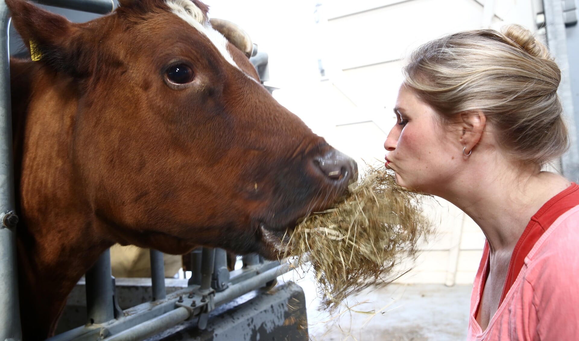 Dierendagspecial: met een koe op de foto in Rundveemuseum in Aartswoud