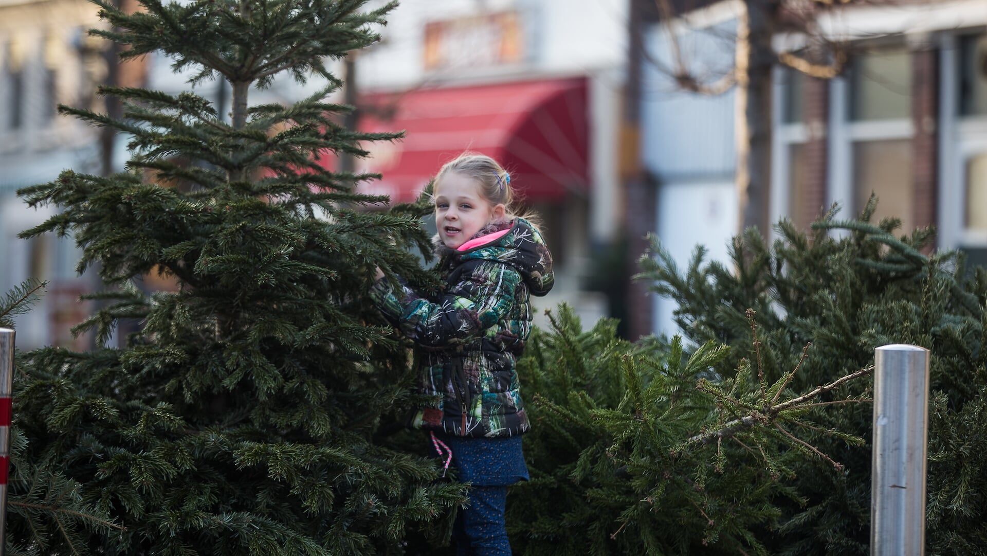 Update--Kerstboom-nog-even-laten-staan--inzameling-een-week-uitgesteld-