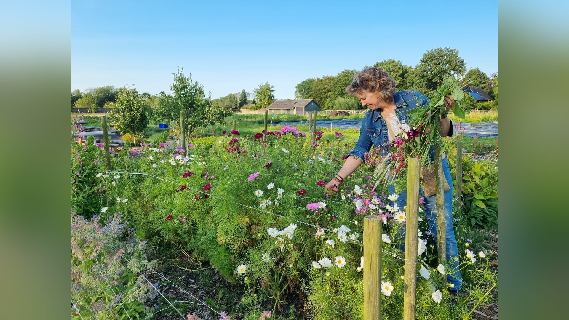 Zomer in volle bloei bij Moestuin de Haar: bloemenpluktuin nu geopend