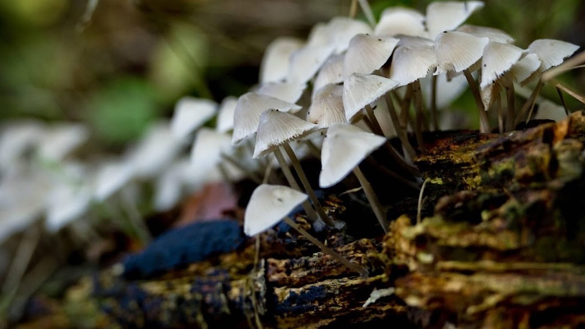 Duitse paddenstoelen weer veilig te eten, 39 jaar na Tsjernobyl
