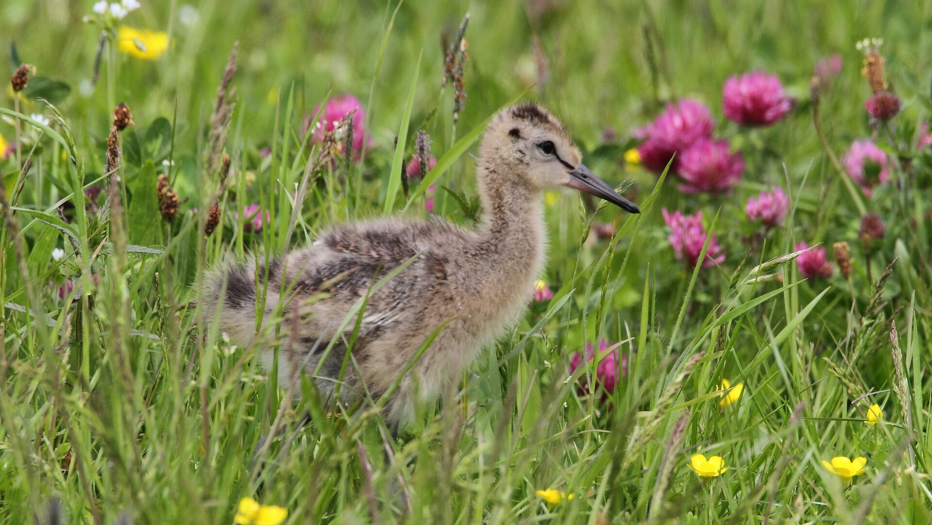 Hoge waterstand houdt Waalenburg groen: ‘robuust natuurgebied’