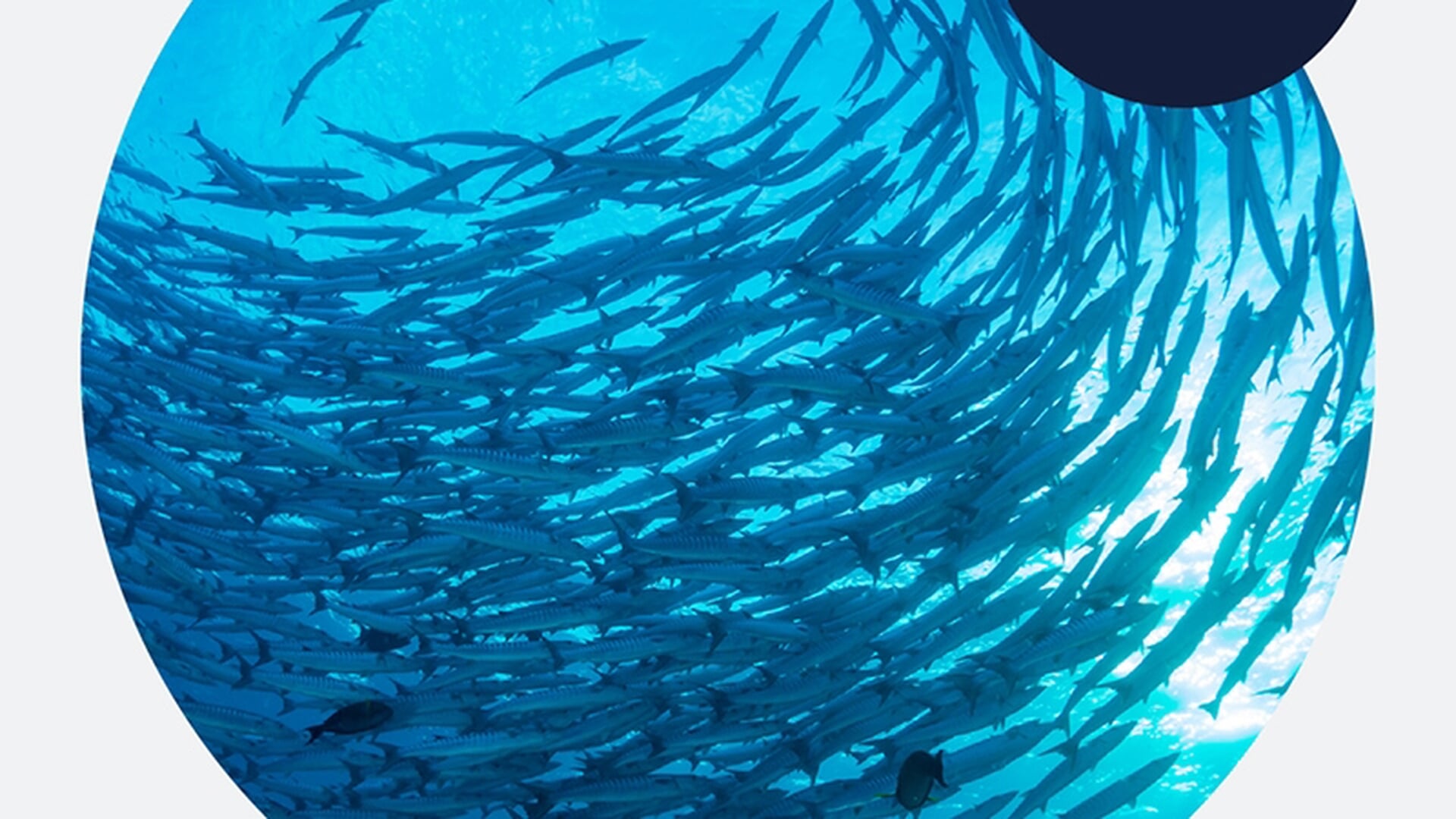 Aandacht voor zeeonderzoek op World Ocean Day bij Ecomare