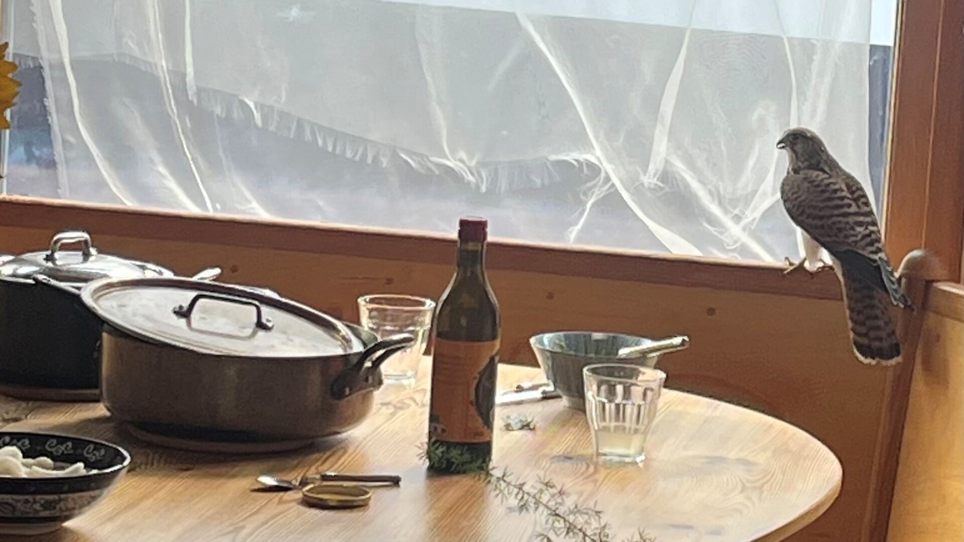 ‘Bijzondere tafelgast’: torenvalk in woonhuis Den Hoorn