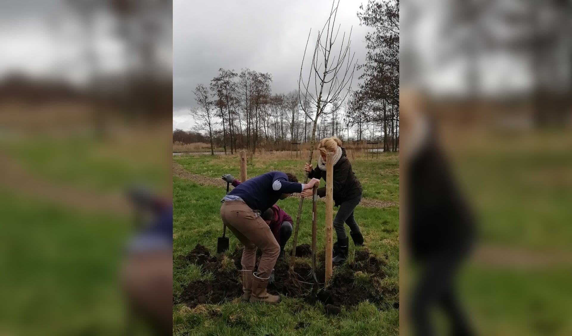 Plantdag-herinneringsbomen-in-de-Slingelandse-Plassen-bij-Goudriaan