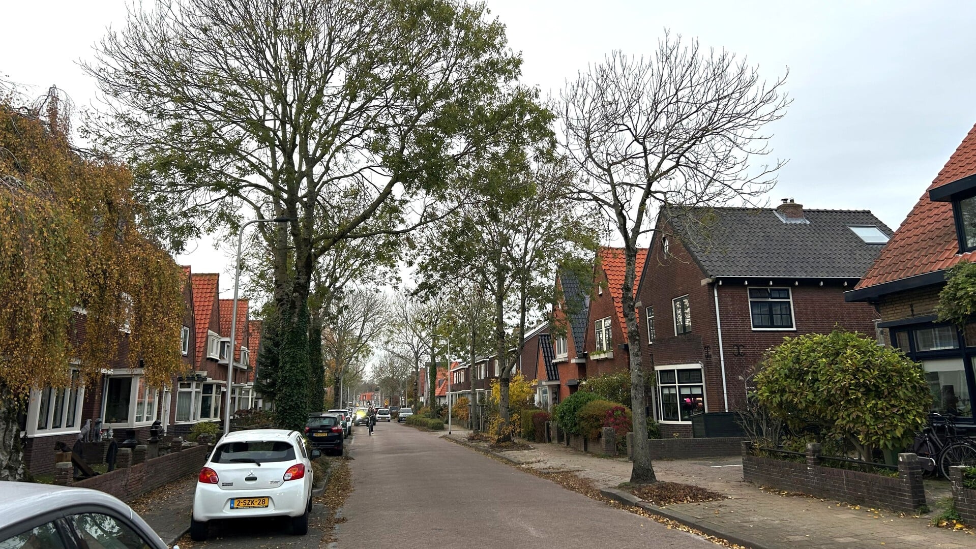 Gemeente: “Groot aantal bomen aan de Wilhelminalaan wordt gekapt”