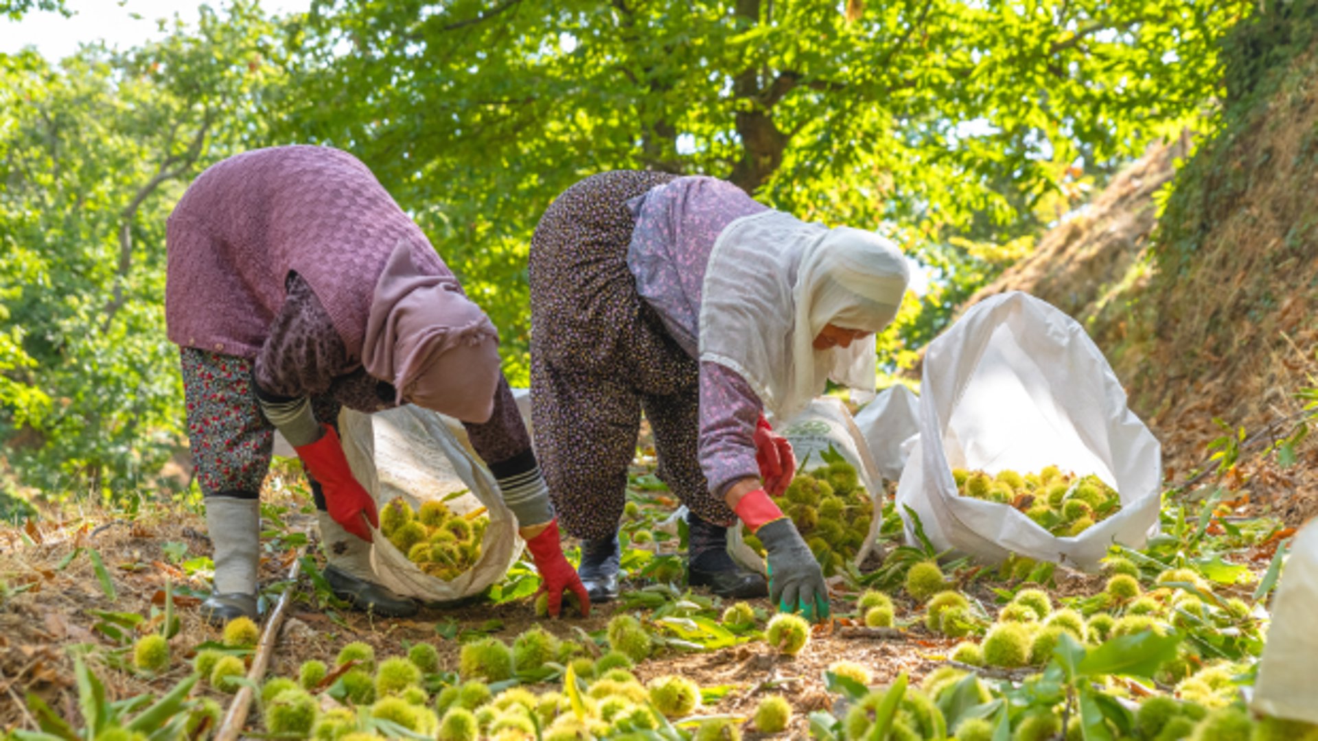 Boeren gezocht voor ‘Nootplan’, want Nederlanders eten te weinig noten en halen ze van ver